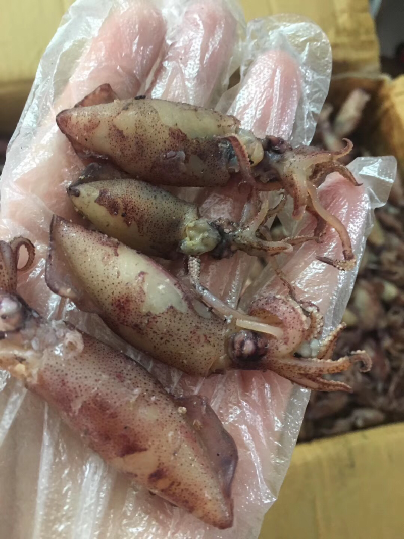 小管鱼
