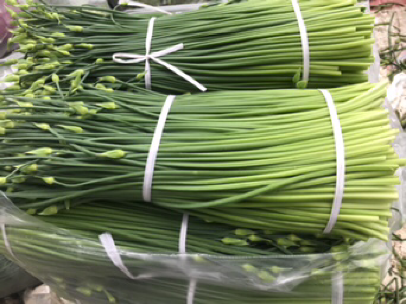 今年小韭菜头茬韭苔
