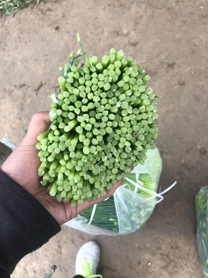 今年小韭菜头茬韭苔
