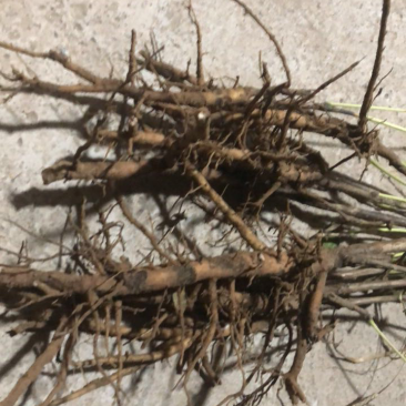 牡丹苗油用牡丹苗精品，菏泽牡丹种植基地