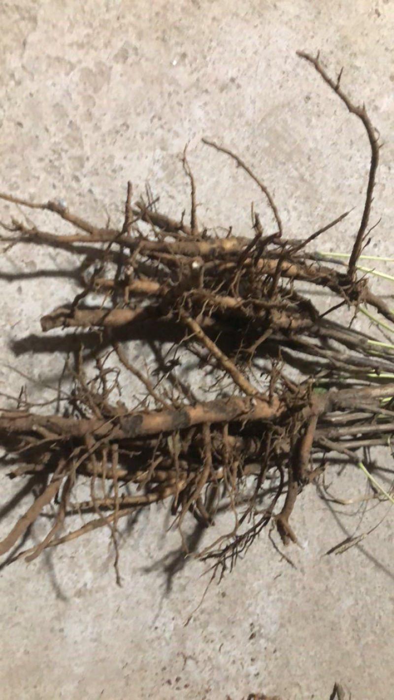 牡丹苗油用牡丹苗精品，菏泽牡丹种植基地