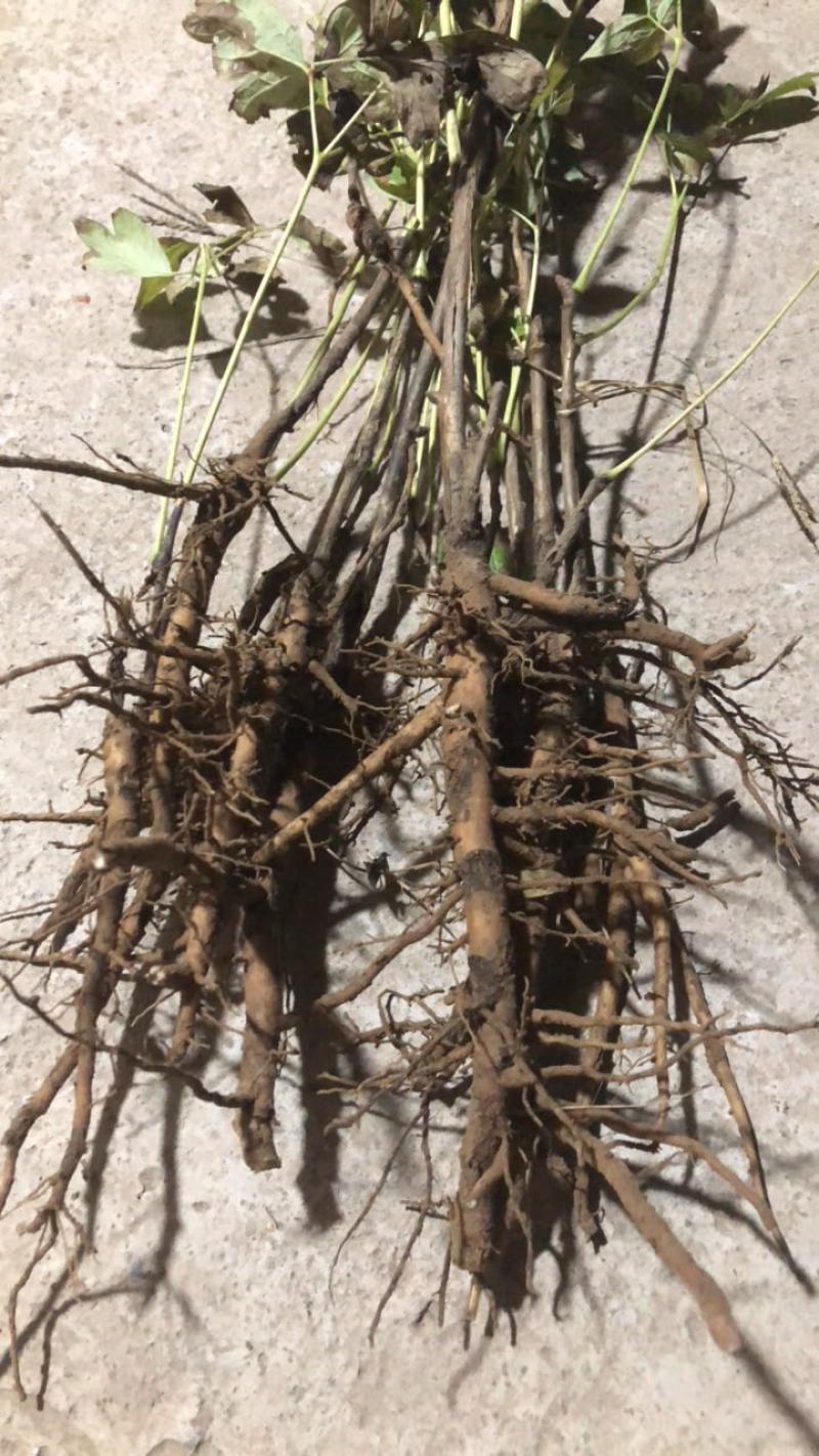 牡丹苗油用牡丹苗精品，菏泽牡丹种植基地