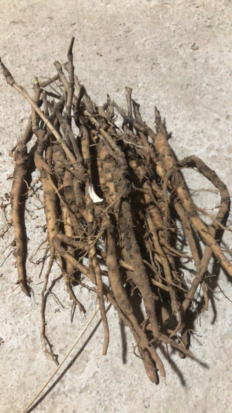 牡丹苗油用牡丹苗精品，菏泽牡丹种植基地
