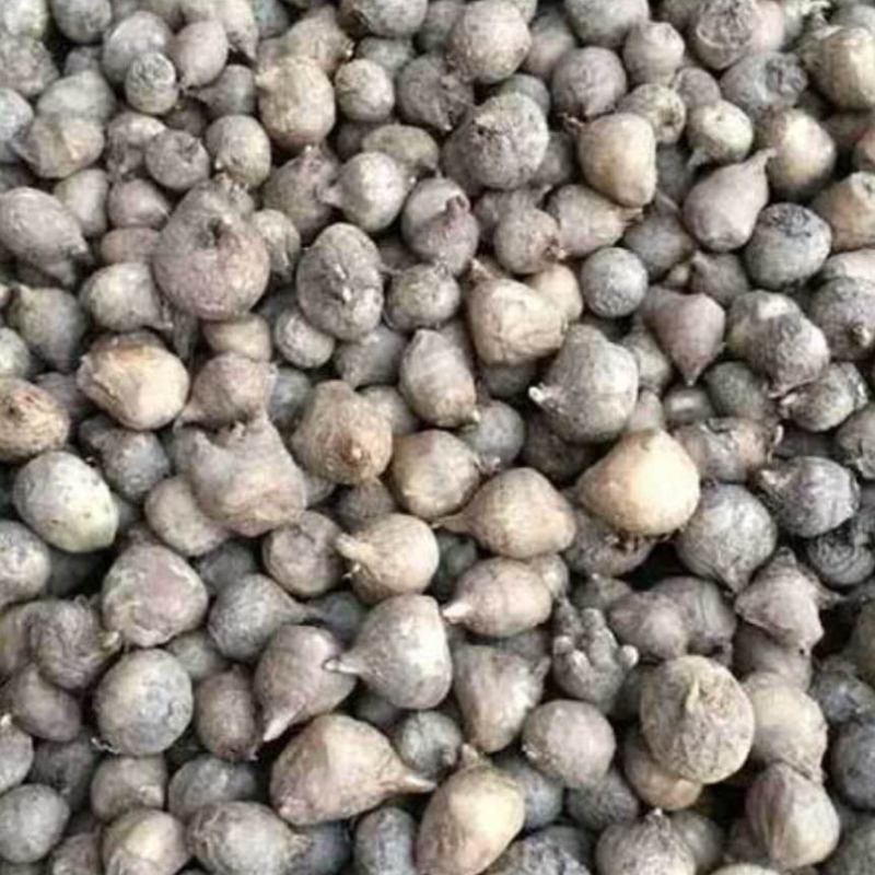 半夏种子发芽率95%以上支持货到付款