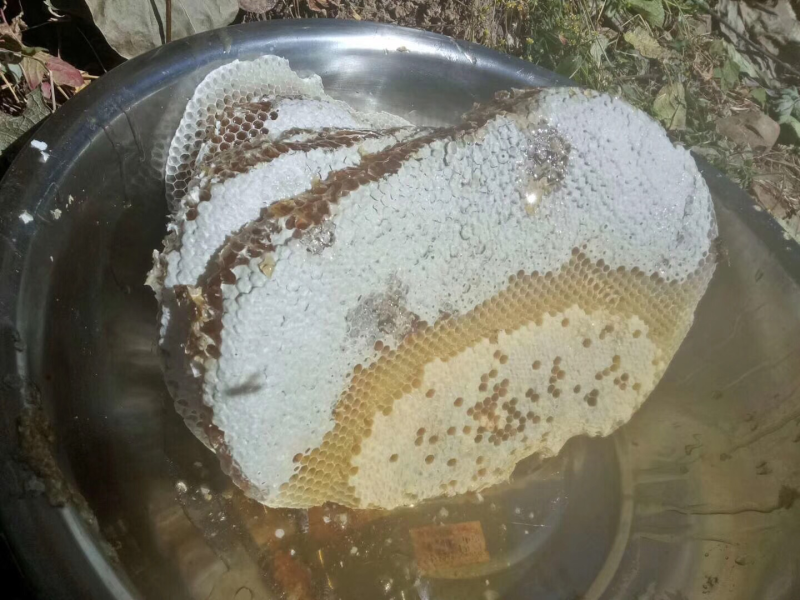 正宗纯天然土蜂蜜
