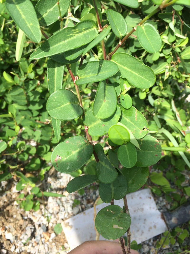 山地豆草
