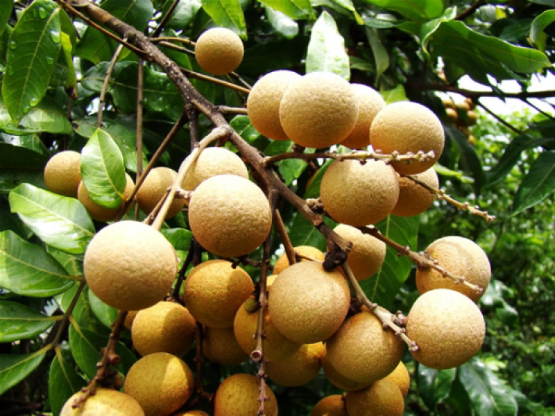 桂圆