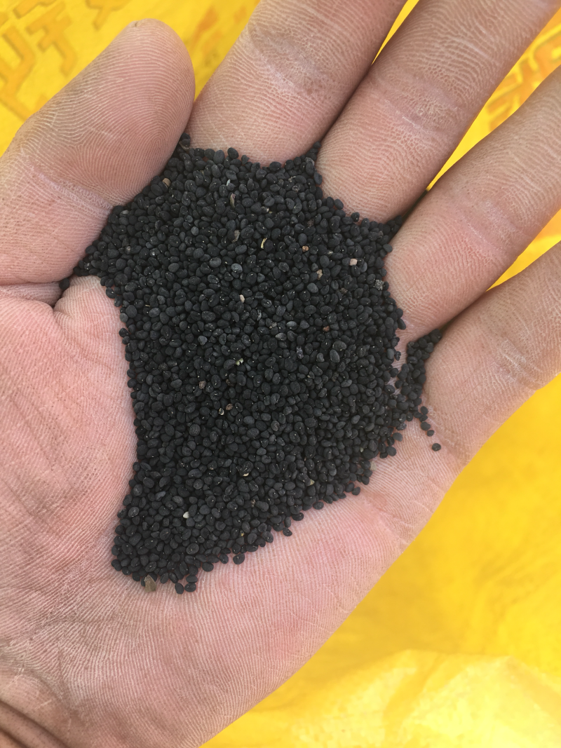 年纯新黄芩种籽过风过大小筛发芽率高