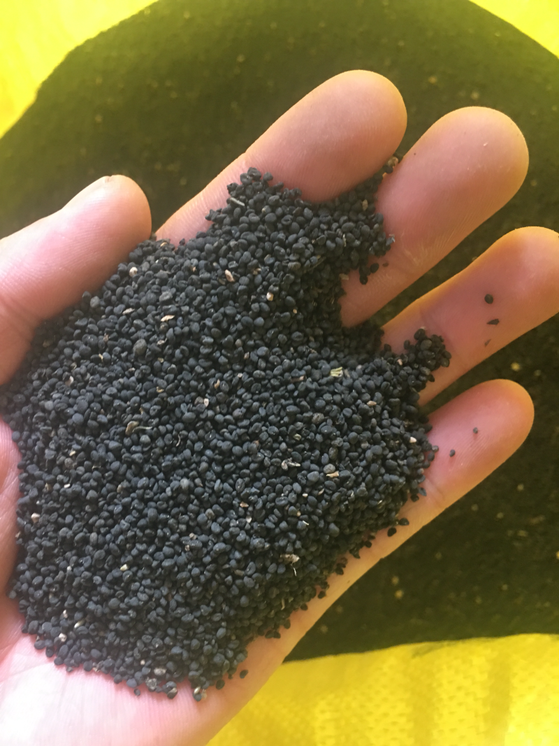 年纯新黄芩种籽过风过大小筛发芽率高