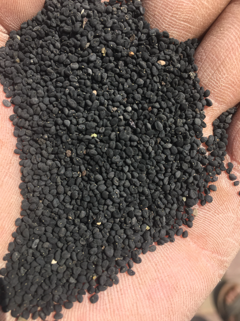 年纯新黄芩种籽过风过大小筛发芽率高