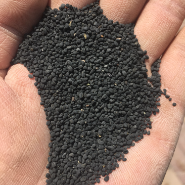 年纯新黄芩种籽过风过大小筛发芽率高