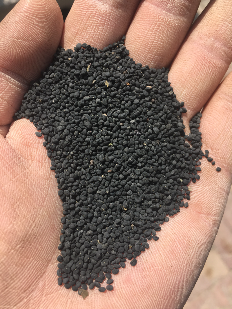 年纯新黄芩种籽过风过大小筛发芽率高