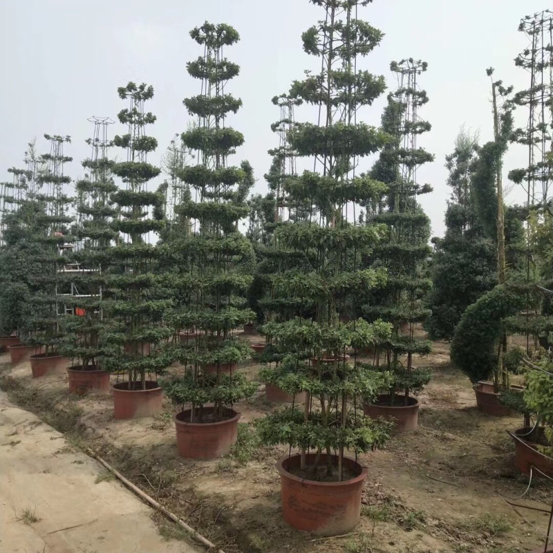 大量销售国庆菊，艺菊，九头菊，独头菊