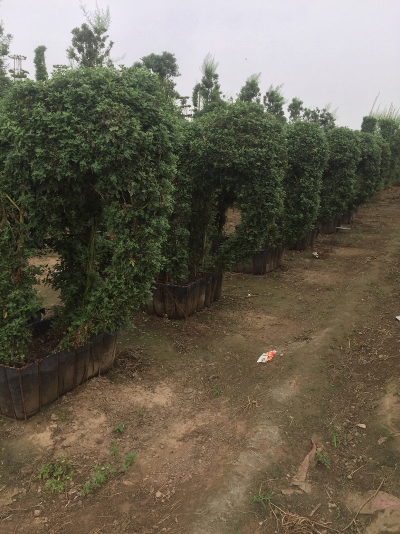 大量销售国庆菊，艺菊，九头菊，独头菊