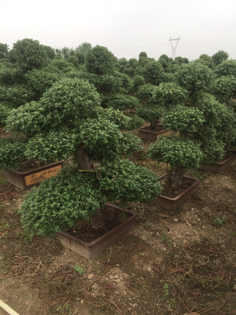 大量销售国庆菊，艺菊，九头菊，独头菊