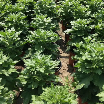大量销售国庆菊，艺菊，九头菊，独头菊
