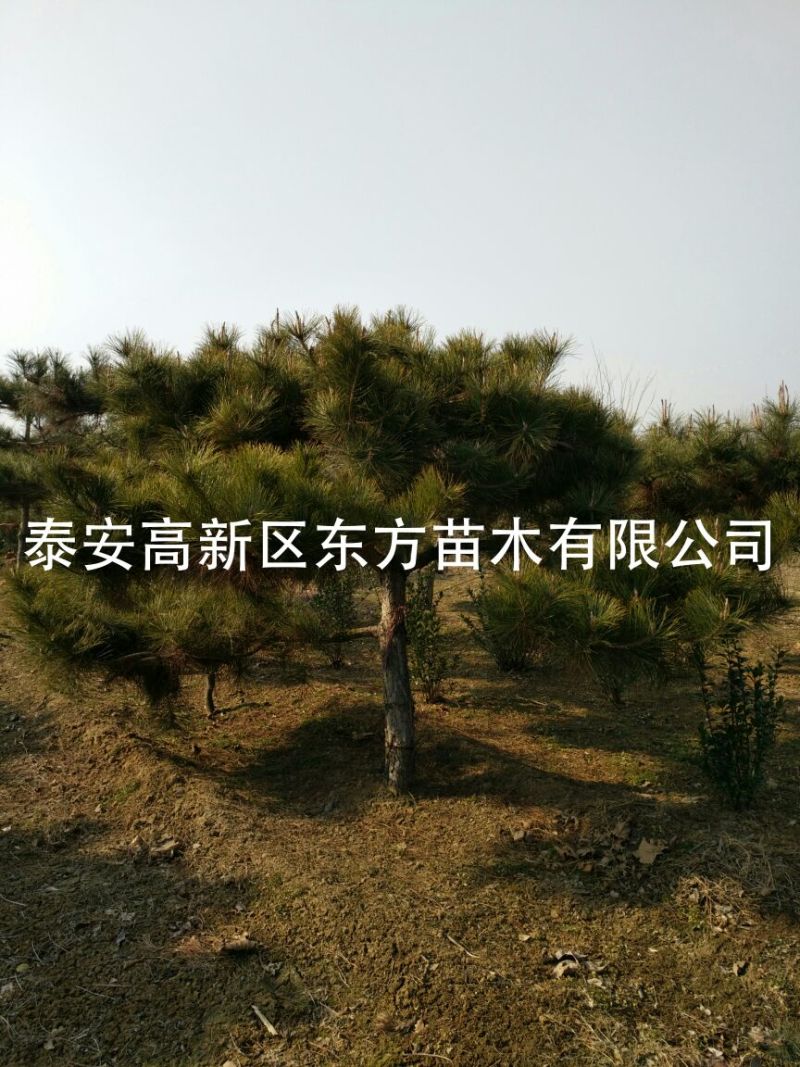 造型松14公分