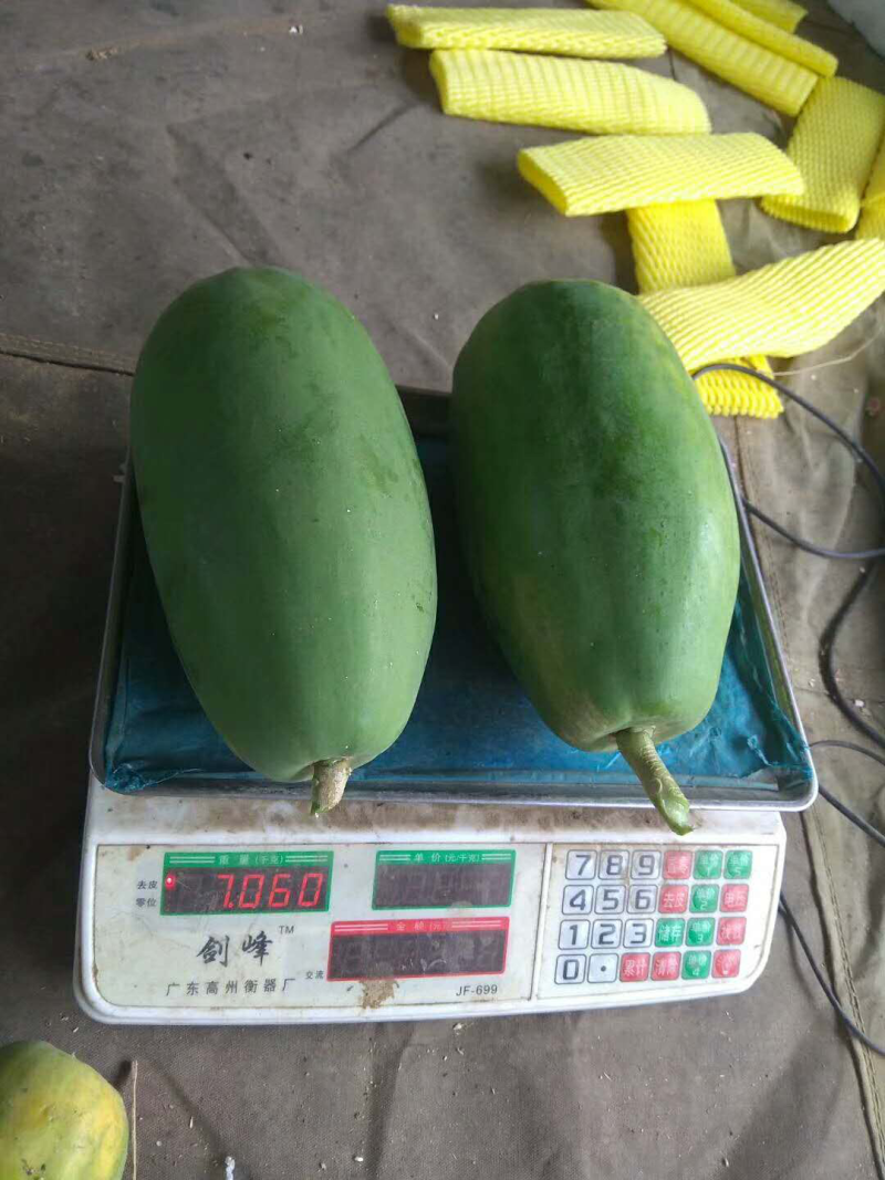木瓜，广西产地直发！品相好，口感甜，营养丰富！