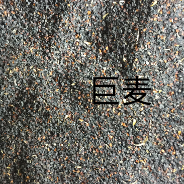 五彩石竹种子