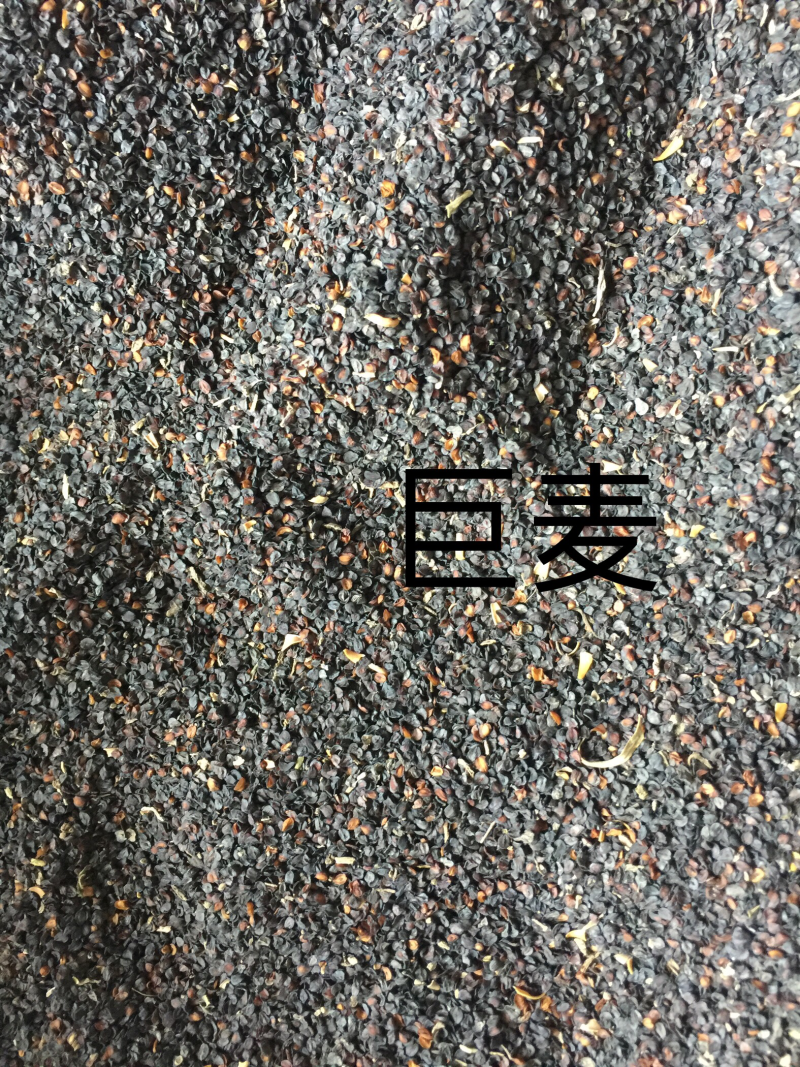 五彩石竹种子