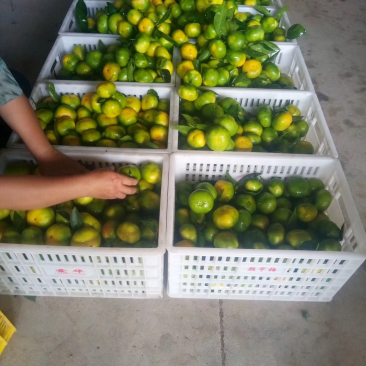 湖南特早蜜桔，口感好，细皮欢迎广大客户前来咨询