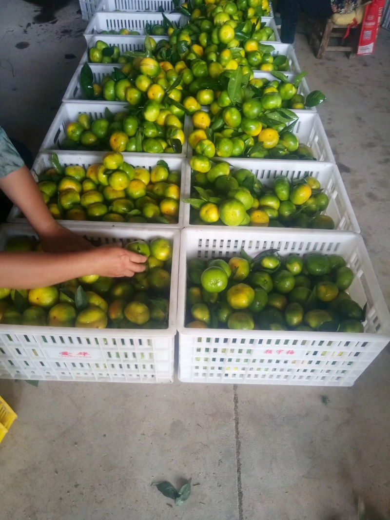 湖南特早蜜桔，口感好，细皮欢迎广大客户前来咨询