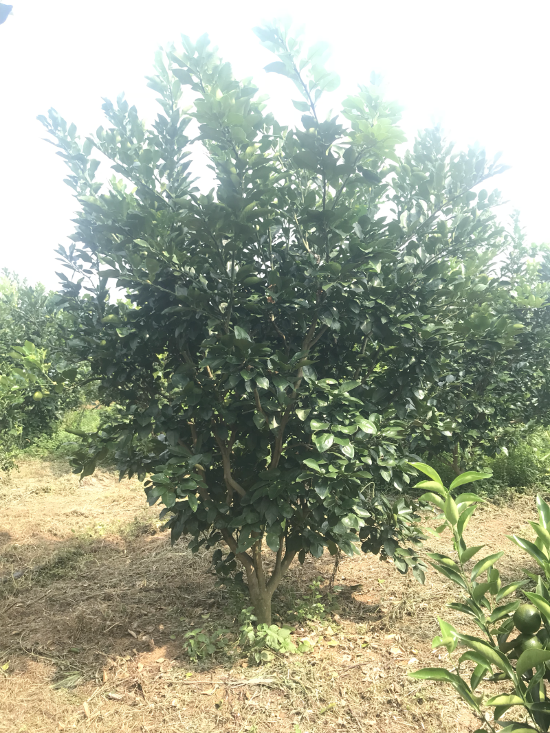 精品小柚子树