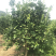 精品小柚子树
