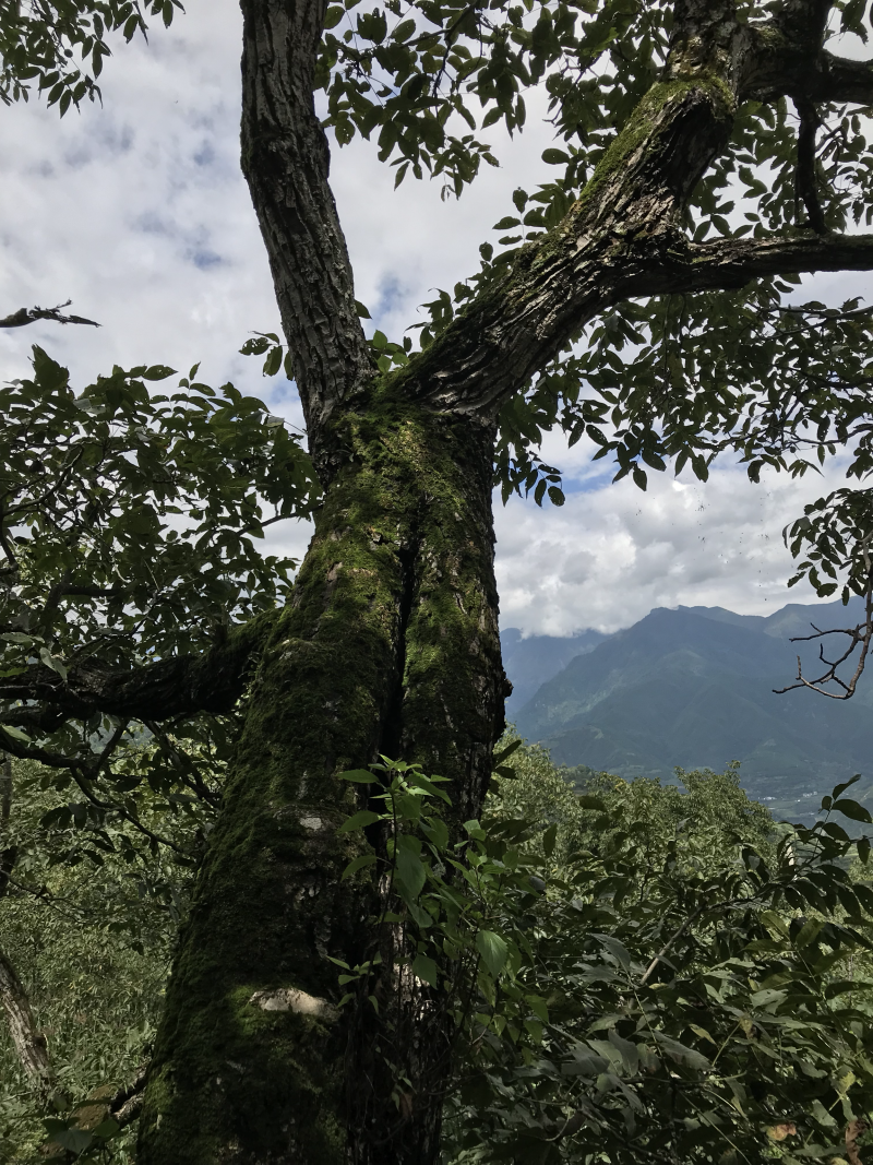 云南漾濞百岁果古树核桃