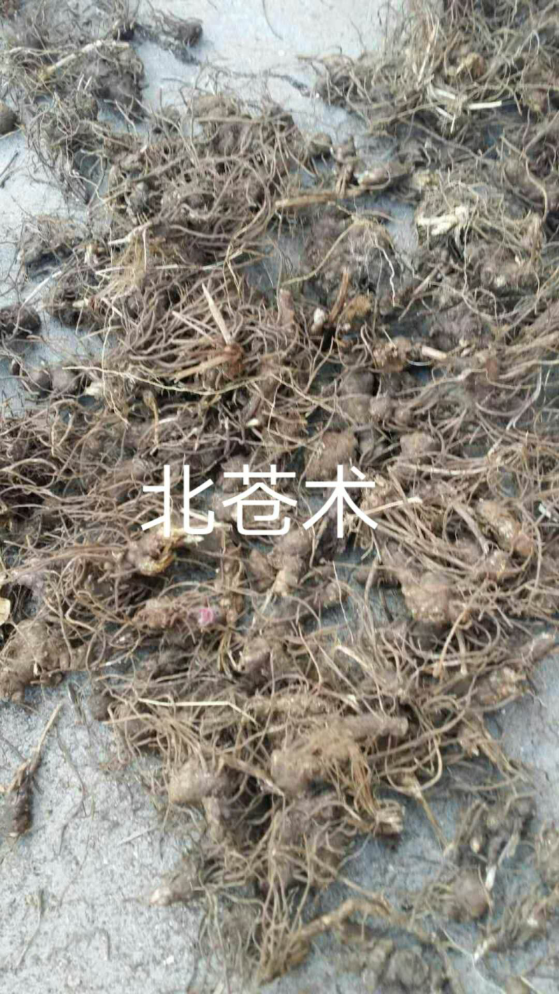 苍术种子，关苍术种子，北苍术种子无杂质保纯度