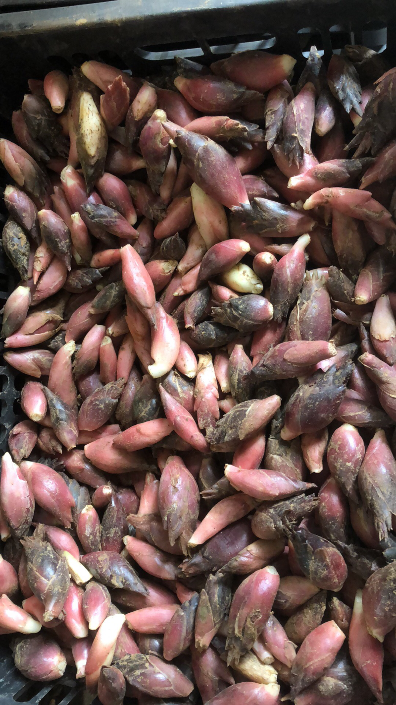 阳荷