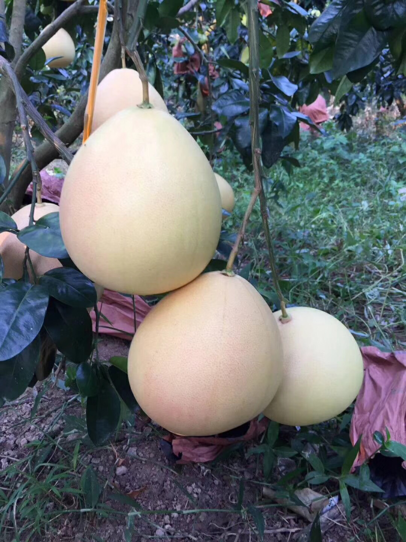 梅州柚子，有现货大量批发。