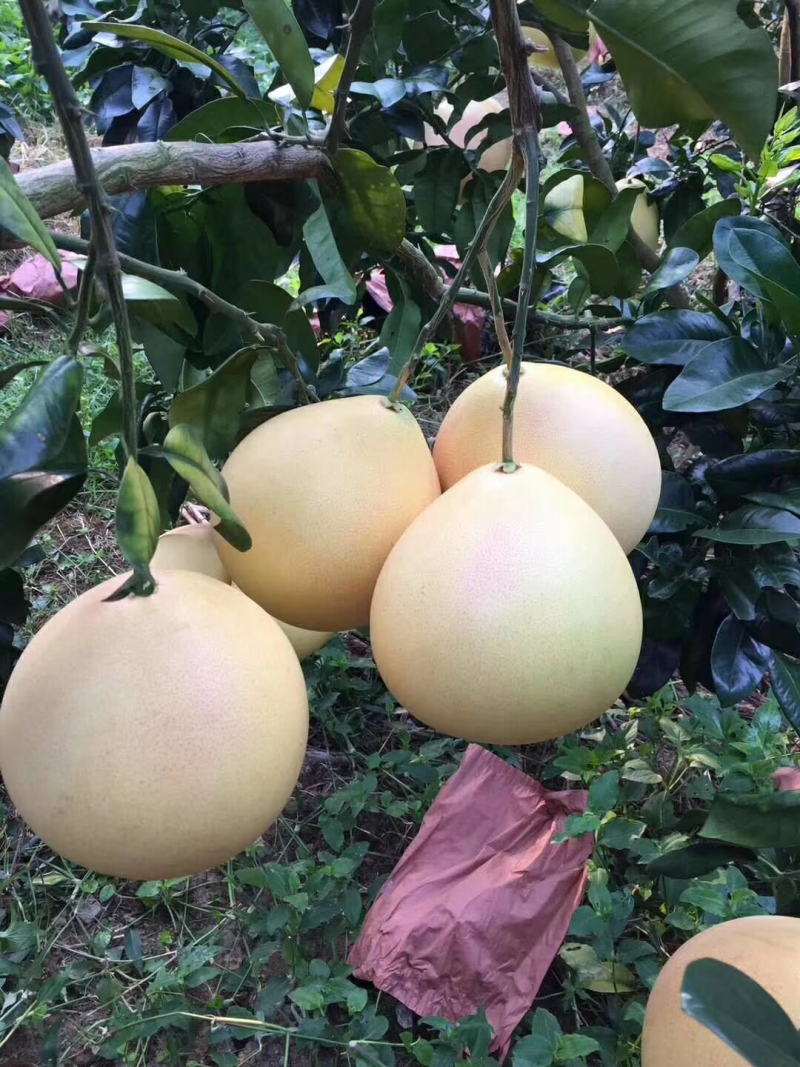 梅州柚子，有现货大量批发。