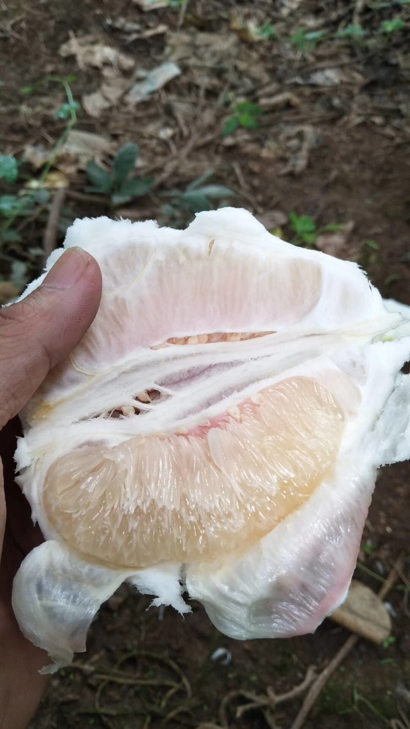 梅州柚子，有现货大量批发。