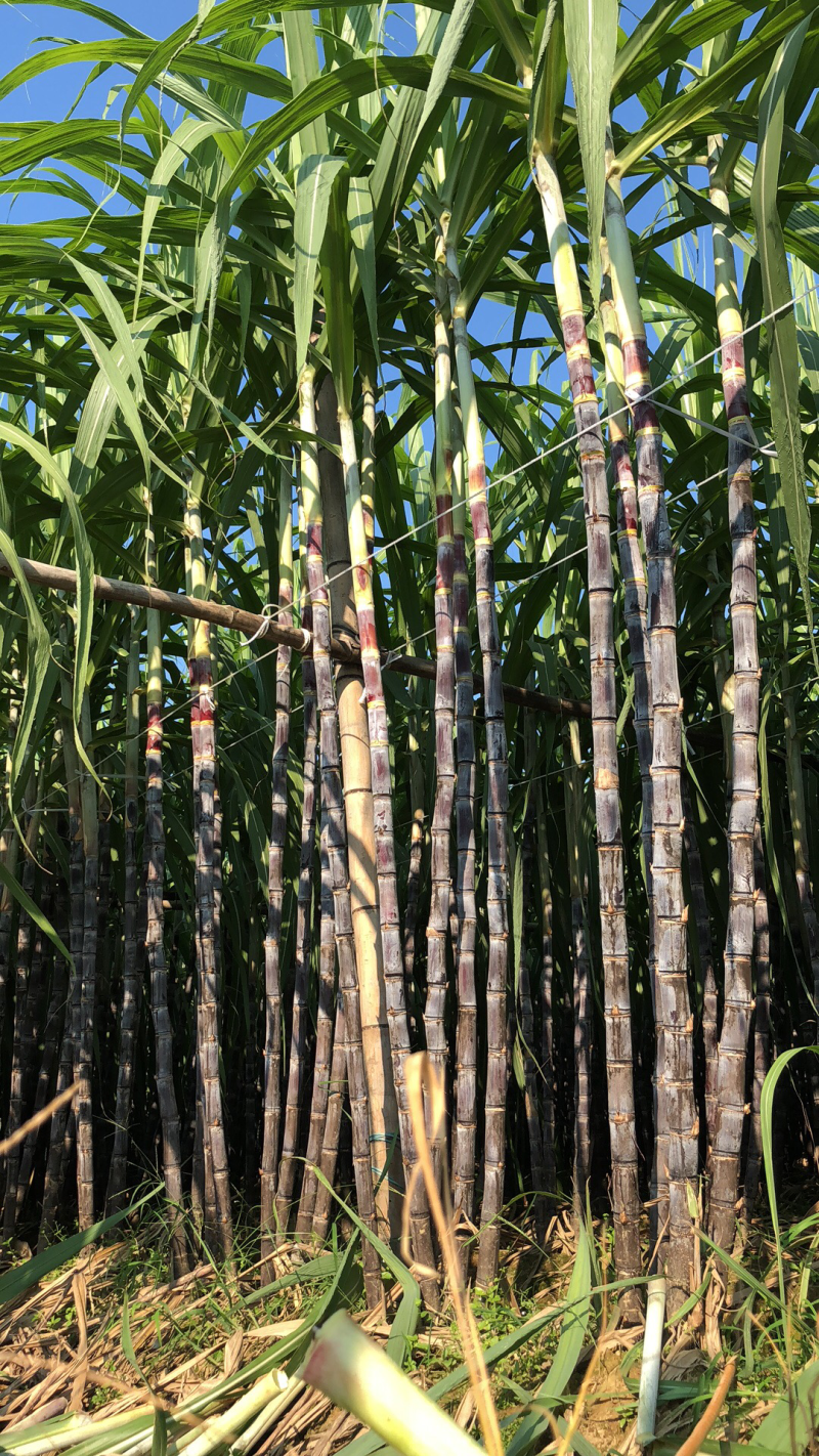 广东翁源黑皮甘蔗大量上市中产地一手货源直发欢迎咨询