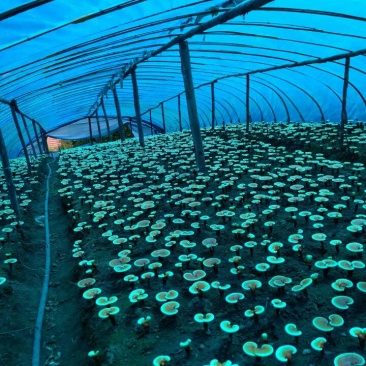 灵芝孢子粉【火爆中】长白山赤灵芝孢子粉！产地直销诚招代理