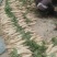 雪剑白萝卜1~1.5斤起