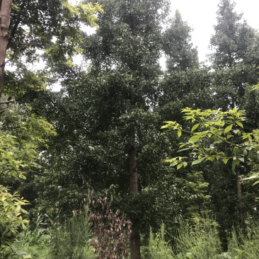 米径胸径地径银杏1-80公分厘米