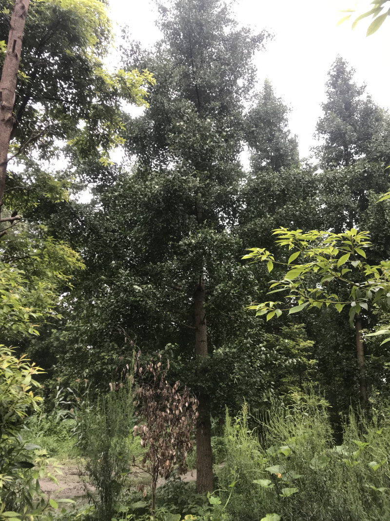 米径胸径地径银杏1-80公分厘米