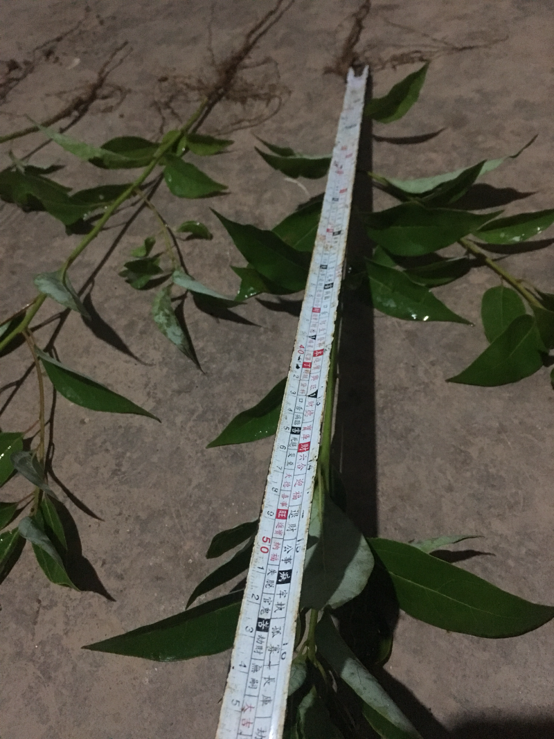 优质小叶香樟小苗，红樟小苗，两年苗，苗木粗壮，规格齐全