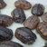 中华草龟、全国发货、质量保证