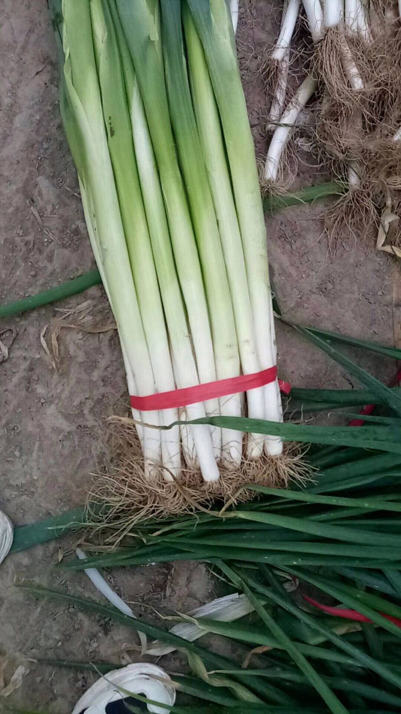 大葱