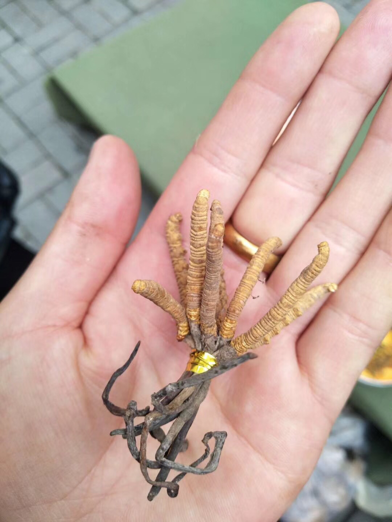 冬虫夏草