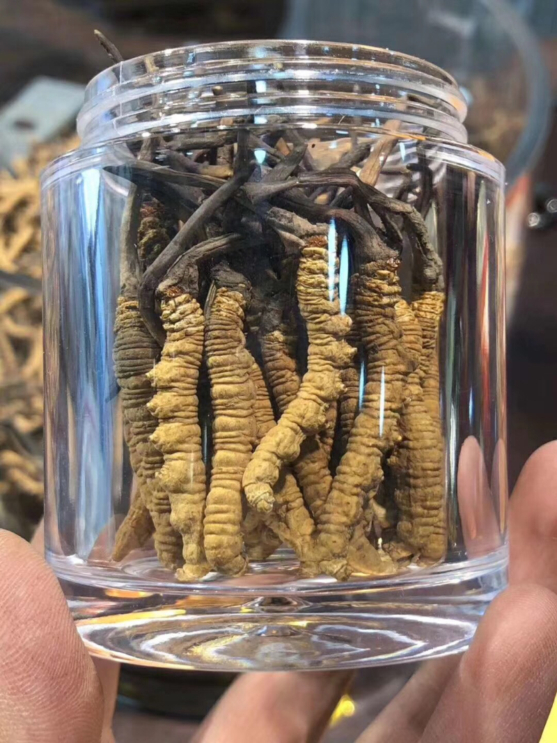 冬虫夏草