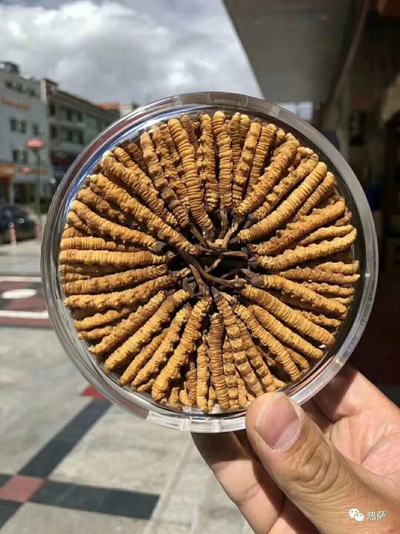 冬虫夏草