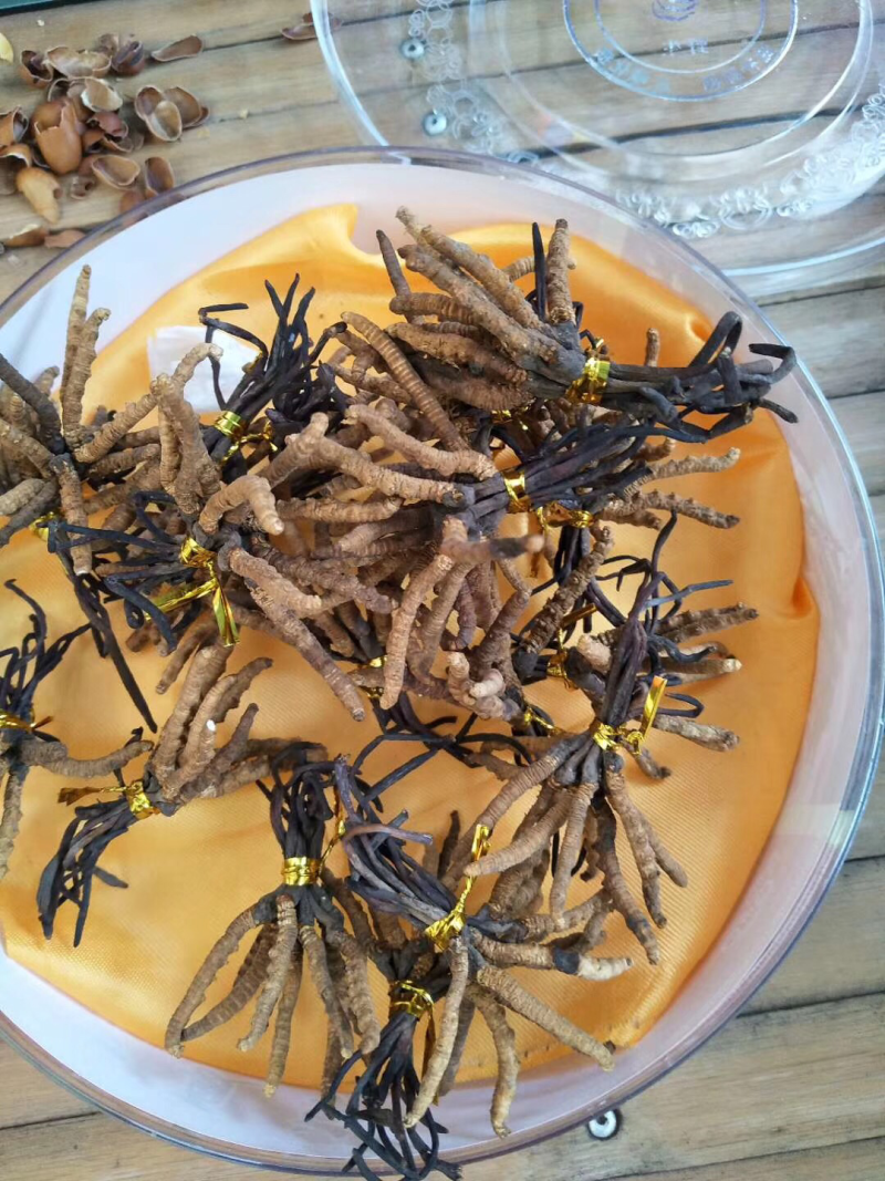 冬虫夏草