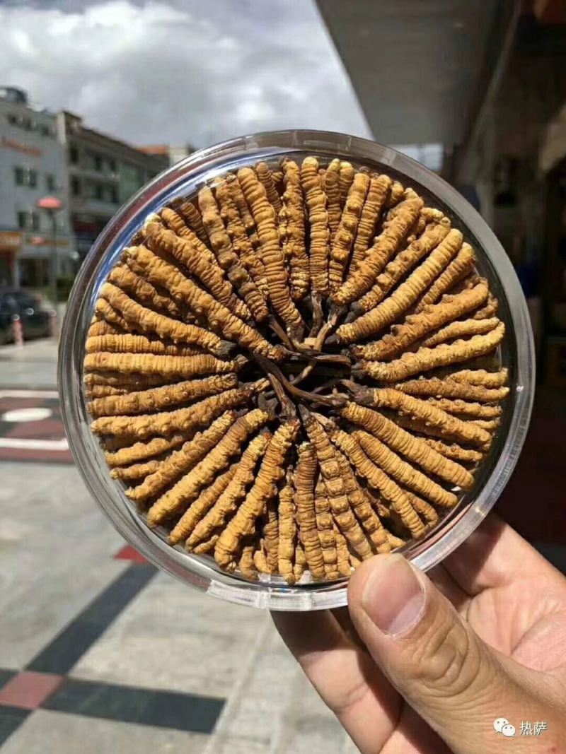 冬虫夏草