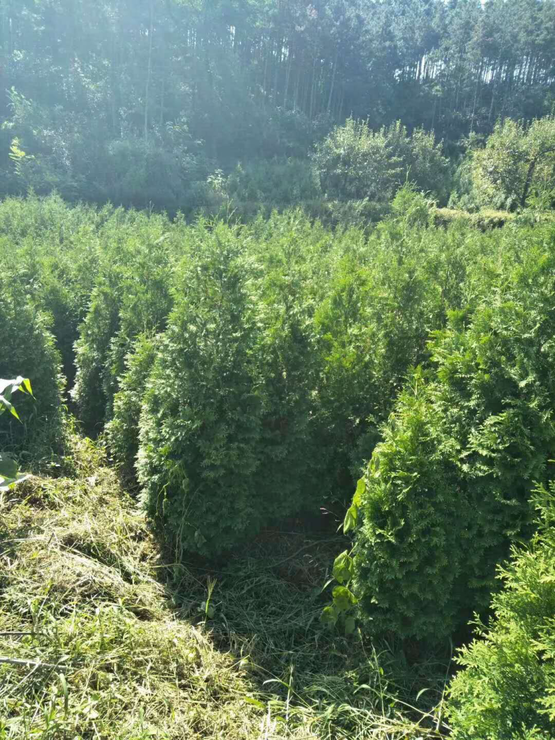 北美香柏