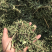 新疆高品质甜叶菊