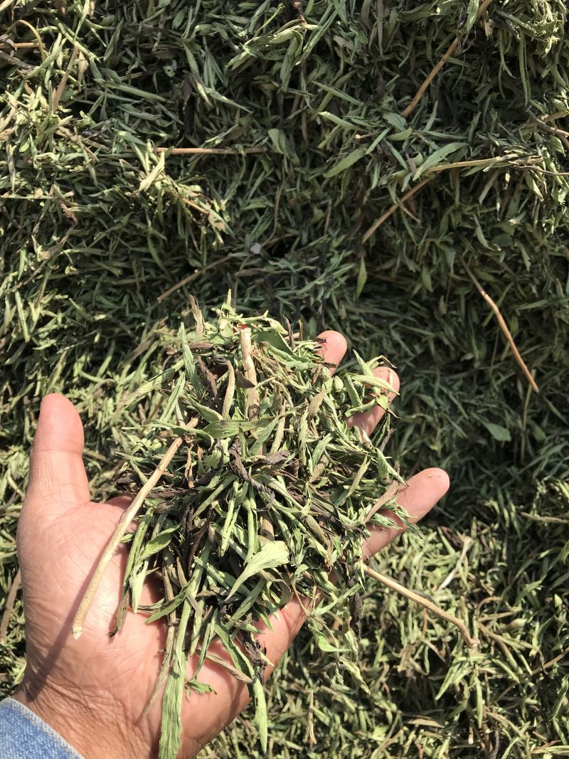 新疆高品质甜叶菊